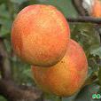 紅香梨 紅香梨