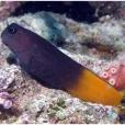 雙色古B魚 雙色古B魚