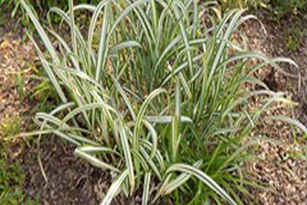 Miscanthus sinensis var. condensatus \x27Cabaret\x27 Miscanthus sinensis var. condensatus \x27Cabaret\x27