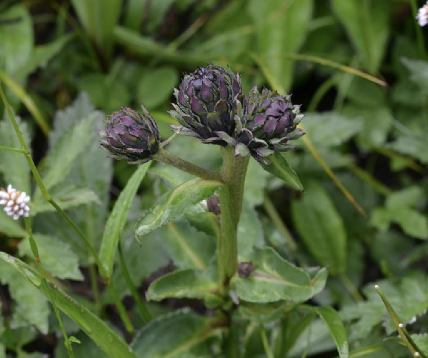 昂頭風毛菊 昂頭風毛菊