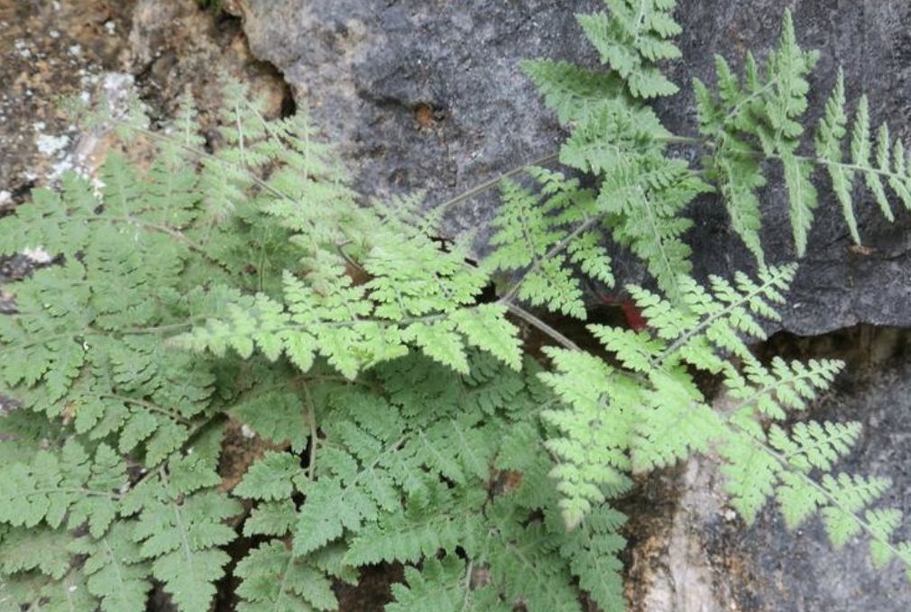 腫足蕨(植物)