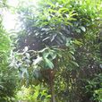 冬青樹(冬青科植物) 冬青樹(冬青科植物)