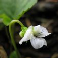 立堇菜 立堇菜