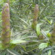 花葉假杜鵑(花葉假杜鵑) 花葉假杜鵑(花葉假杜鵑)