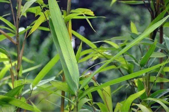 茶竿竹(青籬竹)