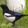 飛駁鳥 飛駁鳥