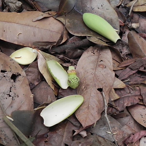 Magnolia irwiniana