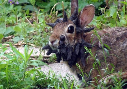 鹿角兔