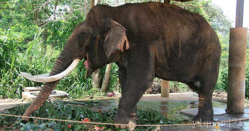 大象孤兒院的殘疾大象
