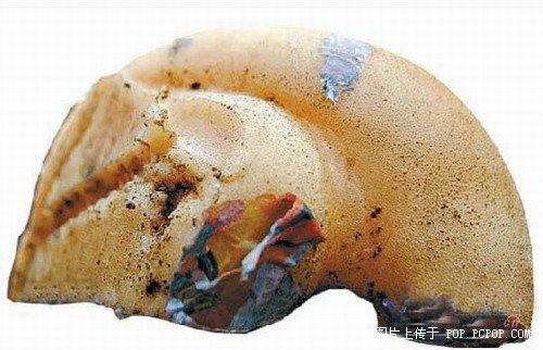 刀齒蝰魚化石