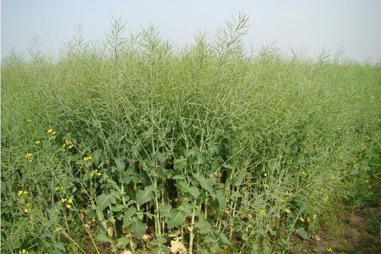 皖油1號 皖油1號