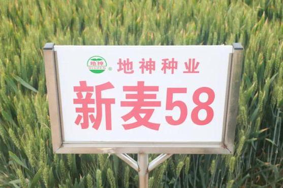 新麥58 新麥58