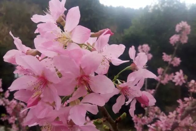 雅櫻 雅櫻
