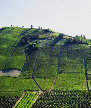 義大利葡萄產區
