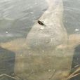 六須鯰魚 六須鯰魚