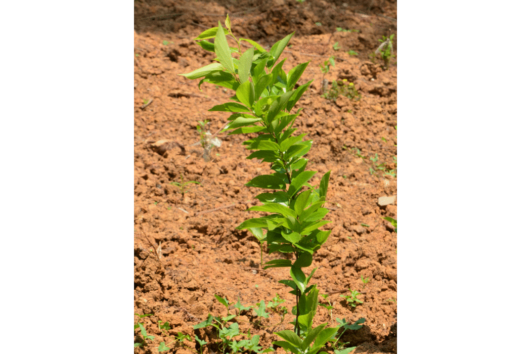 抱朴1號 抱朴1號