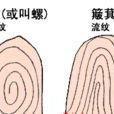 箕斗紋 箕斗紋