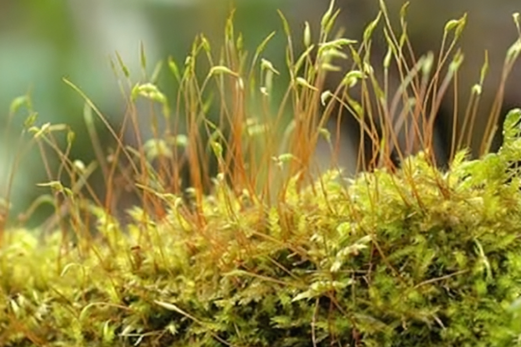 塔葉苔屬 塔葉苔屬