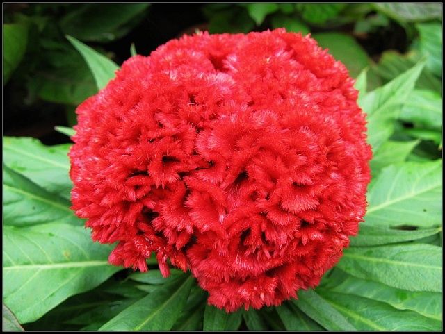 壽星雞冠花 壽星雞冠花