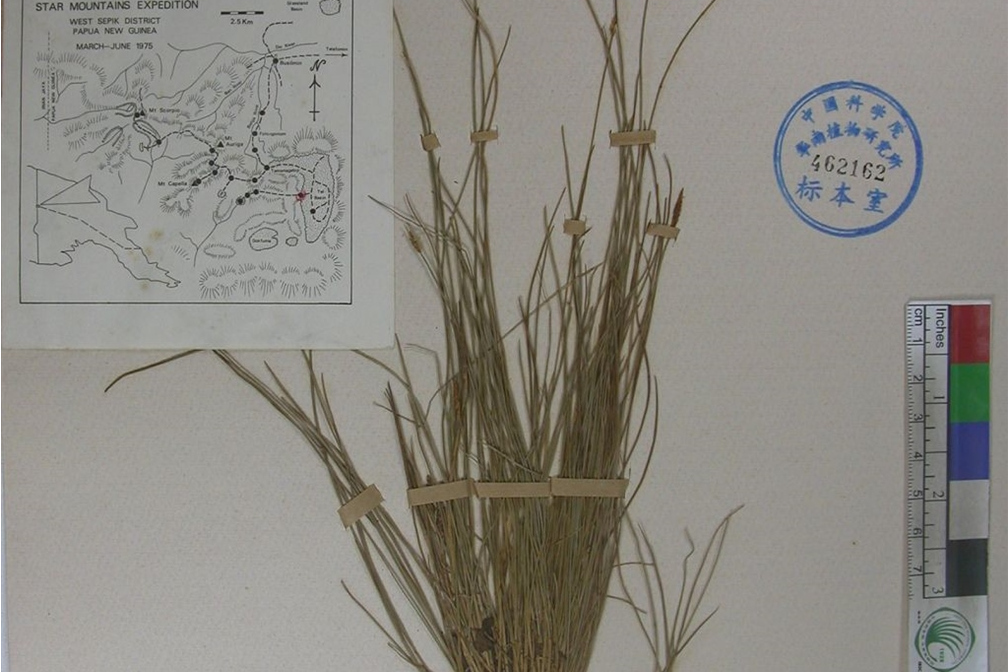 發稈薹草(發稈苔草) 發稈薹草(發稈苔草)