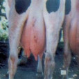 牛乳房炎 牛乳房炎
