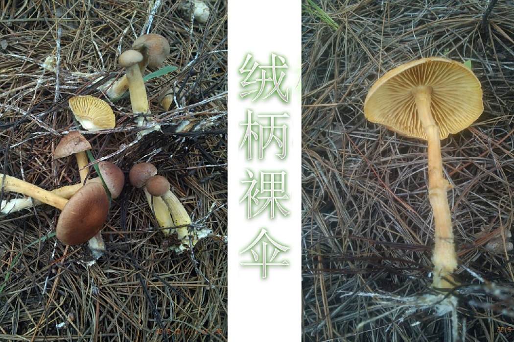 絨柄裸傘 絨柄裸傘