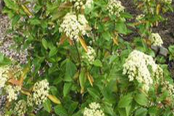 Viburnum cassinoides