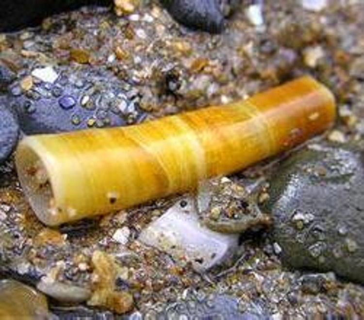 象牙貝 象牙貝