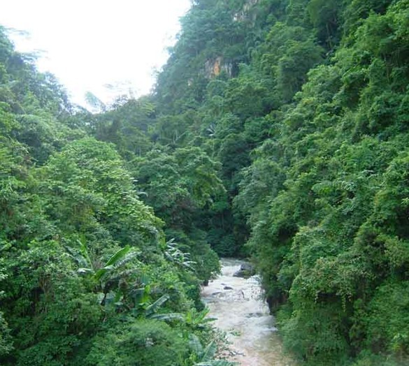 綠水河熱帶雨林度假區