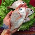 赤鯮魚