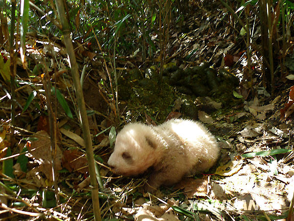史上第五隻被發現的棕色大熊貓