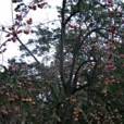 那報村 那報村