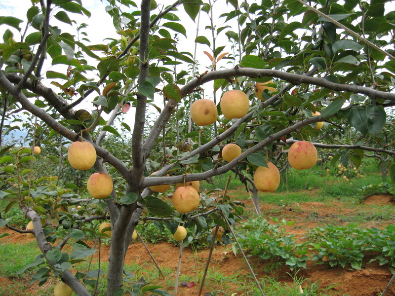 漢莊鎮水果種植業