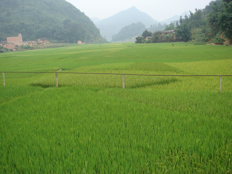 馬夾沖村-水稻種植