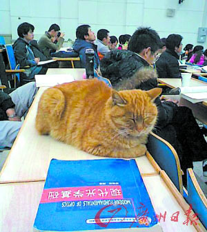 “校貓”在課桌上“聽課”