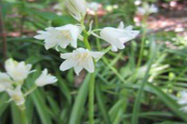 Hyacinthoides hispanica \x27White City\x27