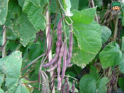 大紫袍架豆（圖二）