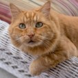 貓(貓科貓屬動物) 貓(貓科貓屬動物)