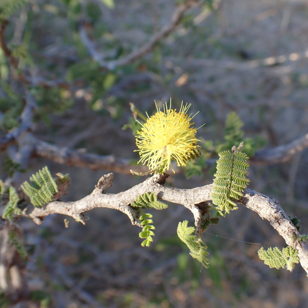 Dichrostachys venosa