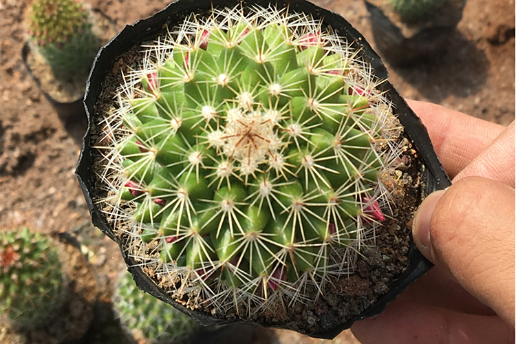 輝虹丸 輝虹丸