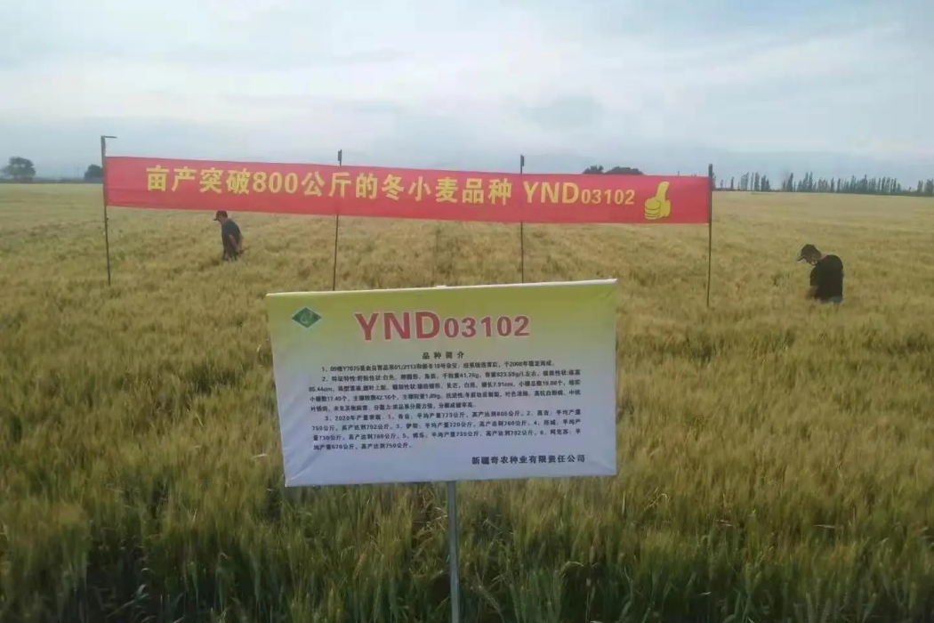 YND03102 YND03102