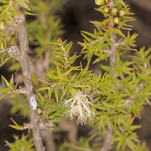 Melaleuca ulicoides