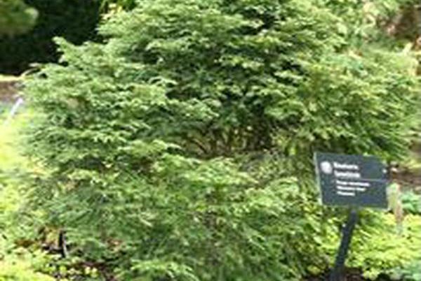 Tsuga canadensis \x27Stewart\x27s Gem\x27