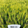 稷麥336 稷麥336