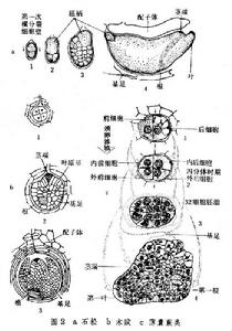 胚胎髮生（植物）