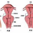 婦科整形