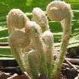 通道薇菜 通道薇菜