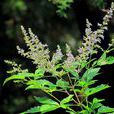 荊條花 荊條花