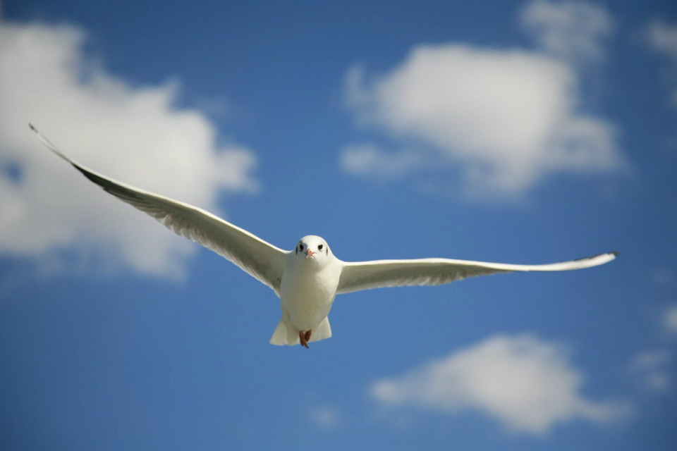 海鷗的鳴 海鷗的鳴