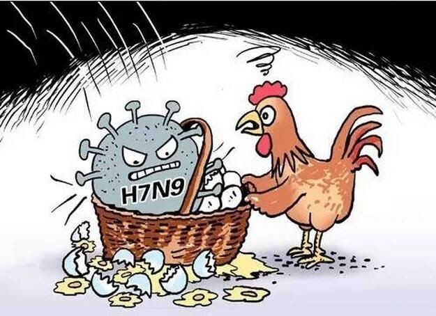 2013年h7n9禽流感